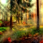 whisky Suède forêt